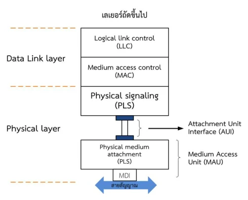 ผังเทียบเลเยอร์ OSI ทางซ้ายกับส่วนประกอบของอีเทอร์เน็ต 10 Mbps ทางขวา: Data link layer ถูกซอยเป็น LLC และ MAC ส่วน Physical layer ถูกซอยเป็น PLS, AUI และ MAU ซึ่ง MAU ยังแยกย่อยเป็น PMA และ MDI ก่อนต่อลงสายสัญญาณ