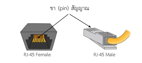 หัวต่อ RJ-45 สองแบบวางคู่กัน ด้านซ้ายคือ RJ-45 Female เป็นช่องเสียบสี่เหลี่ยมสีดำที่เห็นแถบขาโลหะสีทองเรียงกันอยู่ข้างใน ด้านขวาคือ RJ-45 Male เป็นหัวเสียบพลาสติกมีสายสีเหลืองต่อออกมา มีลูกศรจากคำว่า ขา (pin) สัญญาณ ชี้ไปที่ขาโลหะของทั้งสองหัว